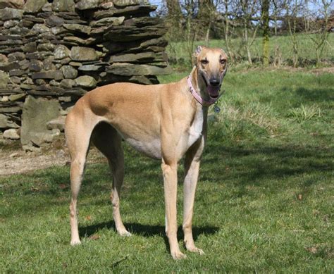 irish greyhound puppies for sale.